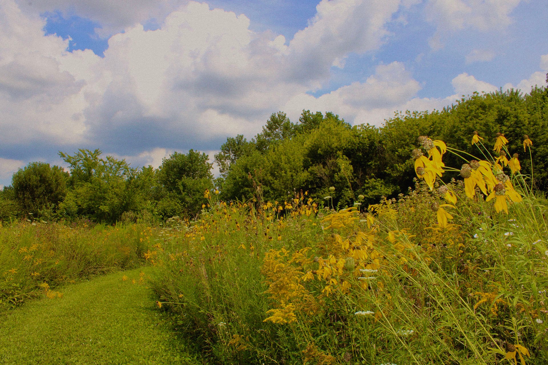 A field of tall prairie grasses and yellow wildflowers under a blue sky with fluffy white clouds