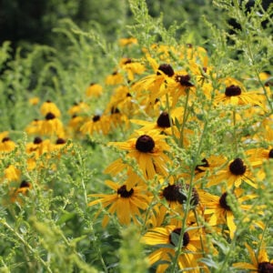 Brown-Eyed Susan (Rudbeckia triloba)