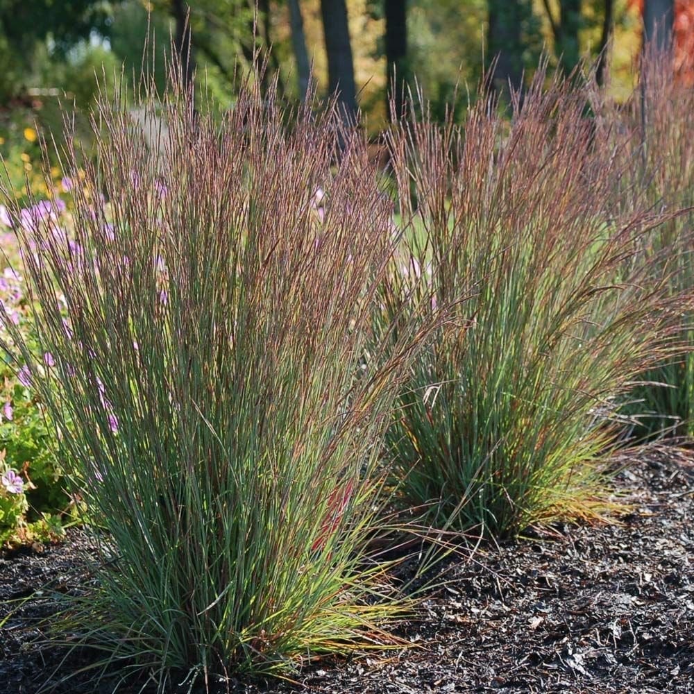 little bluestem