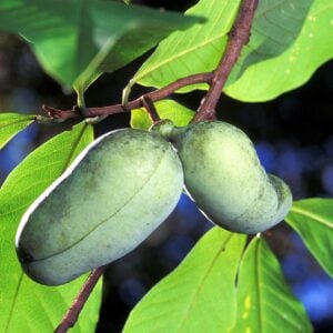 Pawpaw (Asimina triloba) - W