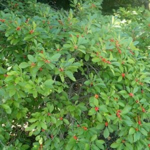 Winterberry (Ilex verticillata) - W