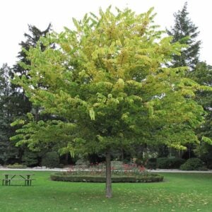 Hackberry Tree (Celtis occidentalis) - W