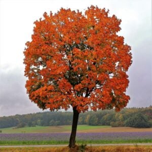 Red Maple Tree (Acer rubrum) - W