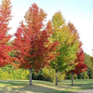 Sweetgum Tree (Liquidambar styraciflua) - W