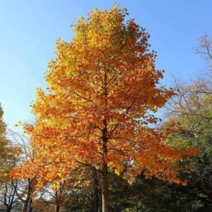 Tulip Poplar Tree (Liriodendron tulipifera) - W