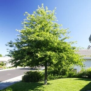 Blackgum Tree (Nyssa sylvatica) - W
