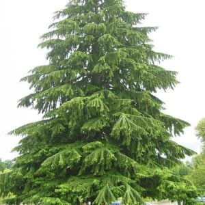 Canadian Hemlock Tree (Tsuga canadensis) - W