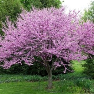 Eastern Redbud Tree (Cercis canadensis) - W