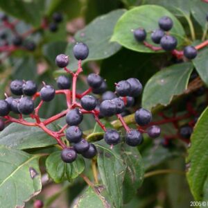 Pagoda Dogwood Tree (Cornus alternifolia) - W