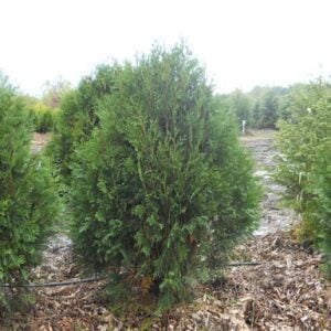 Arborvitae (Thuja occidentalis) - W