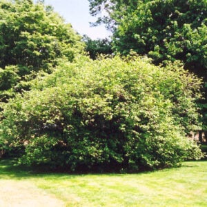 Hazelnut (Corylus americana) - W