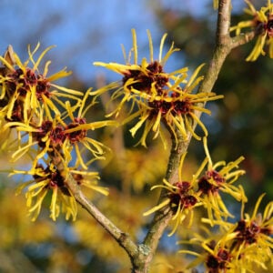 Common Witchhazel (Hamamelis virginiana) - W