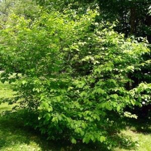 Spicebush (Lindera benzoin) - W