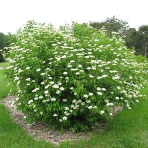 Arrowwood Viburnum (Viburnum dentatum) - W