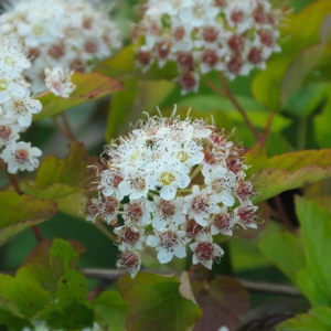 Common Ninebark (Physocarpus opulifolius) - W