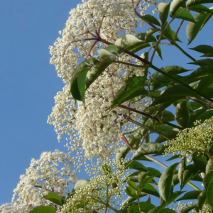 Elderberry (Sambucus canadensis)- W