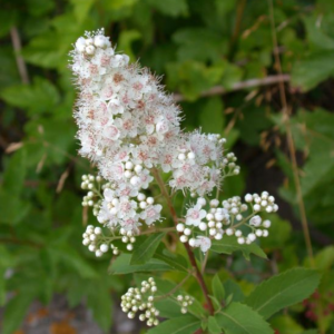 Meadowsweet (Spirea alba) - W