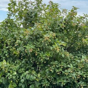 Buttonbush (Cephalanthus occidentalis) - W