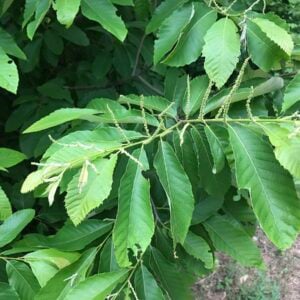 Chestnut (A.Chinkapin) - N