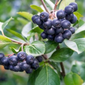 Aronia Berry "Viking" (Black Chokeberry) - N