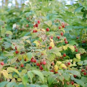 Raspberry (Red) Caroline - N