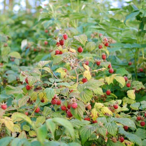 Red Caroline Raspberry Raspberry (Red) Caroline – N – Riverview Native Nursery