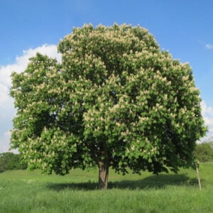 Chestnut (American) Duke - N