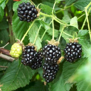 Blackberry Darrow - N