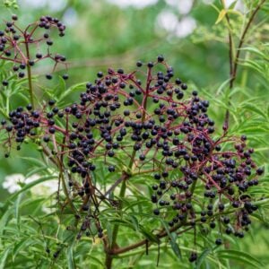 Elderberry (Fruiting) - N