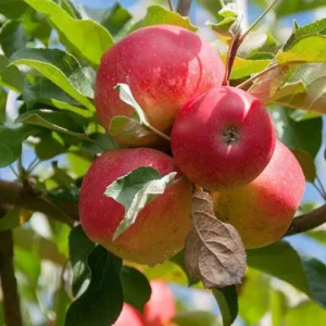Apple Gala - N
