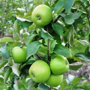 Apple Granny Smith - N