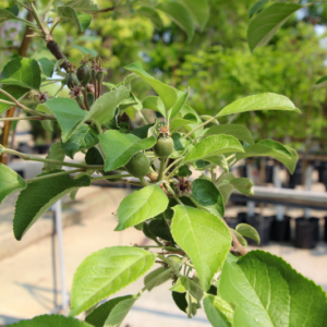 Apple Haralred - N