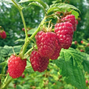 Raspberry (Red) Heritage - N