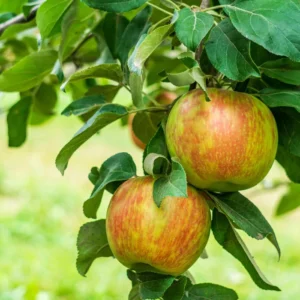 Apple Honeycrisp™ - N
