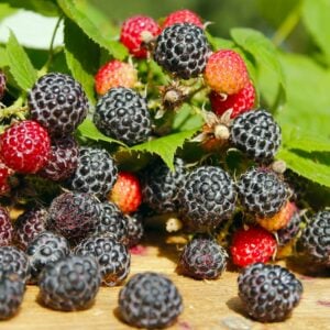 Raspberry (Black) Ohio Treasure - N