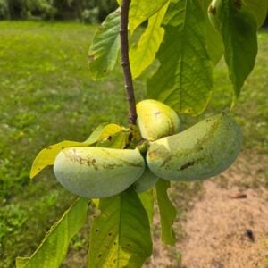 Pawpaw Seedling - N
