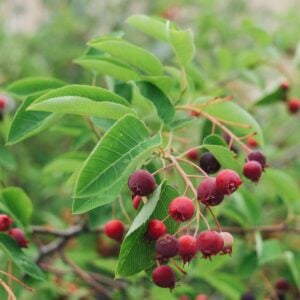 Serviceberry (MultiStem) Allegheny (Amelanchier laevis) - N