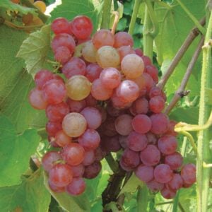 Grape Somerset (seedless) - N