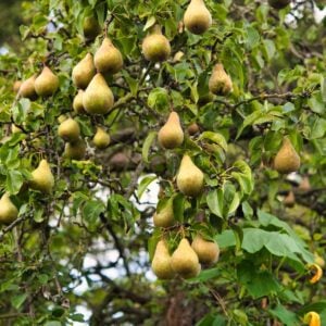 Pear Bartlett - N