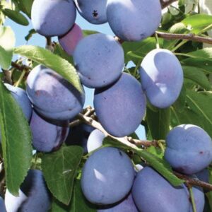 Plum Mt. Royal - N