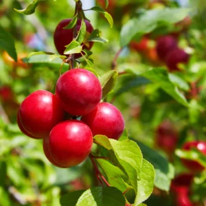 Plum Superior - N