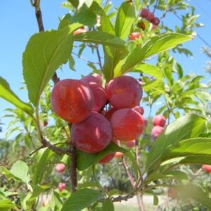 Plum Toka - N