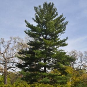 White Pine Tree (Pinus strobus) - W