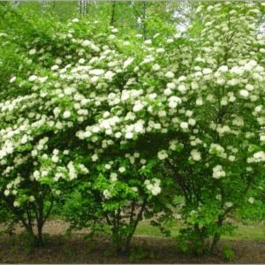Blackhaw Viburnum (Viburnum prunifolium) - W