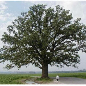 Burr Oak Tree (Quercus macrocarpa) - W