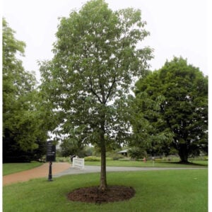Chinquapin Oak Tree (Quercus muehlenbergii) - W