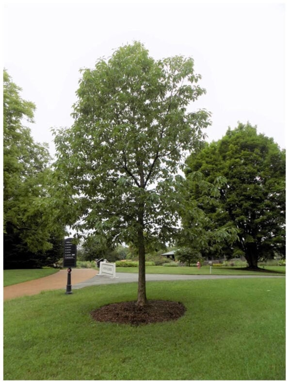 Chinquapin Oak Tree (Quercus muehlenbergii) – W – Riverview Native Nursery