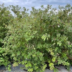Red Osier Dogwood Tree (Cornus sericia) - W