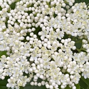 Nannyberry (Viburnum lentago) - W