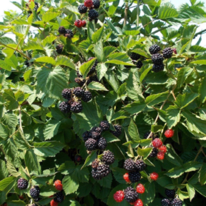 Blackberry Triple Crown - N